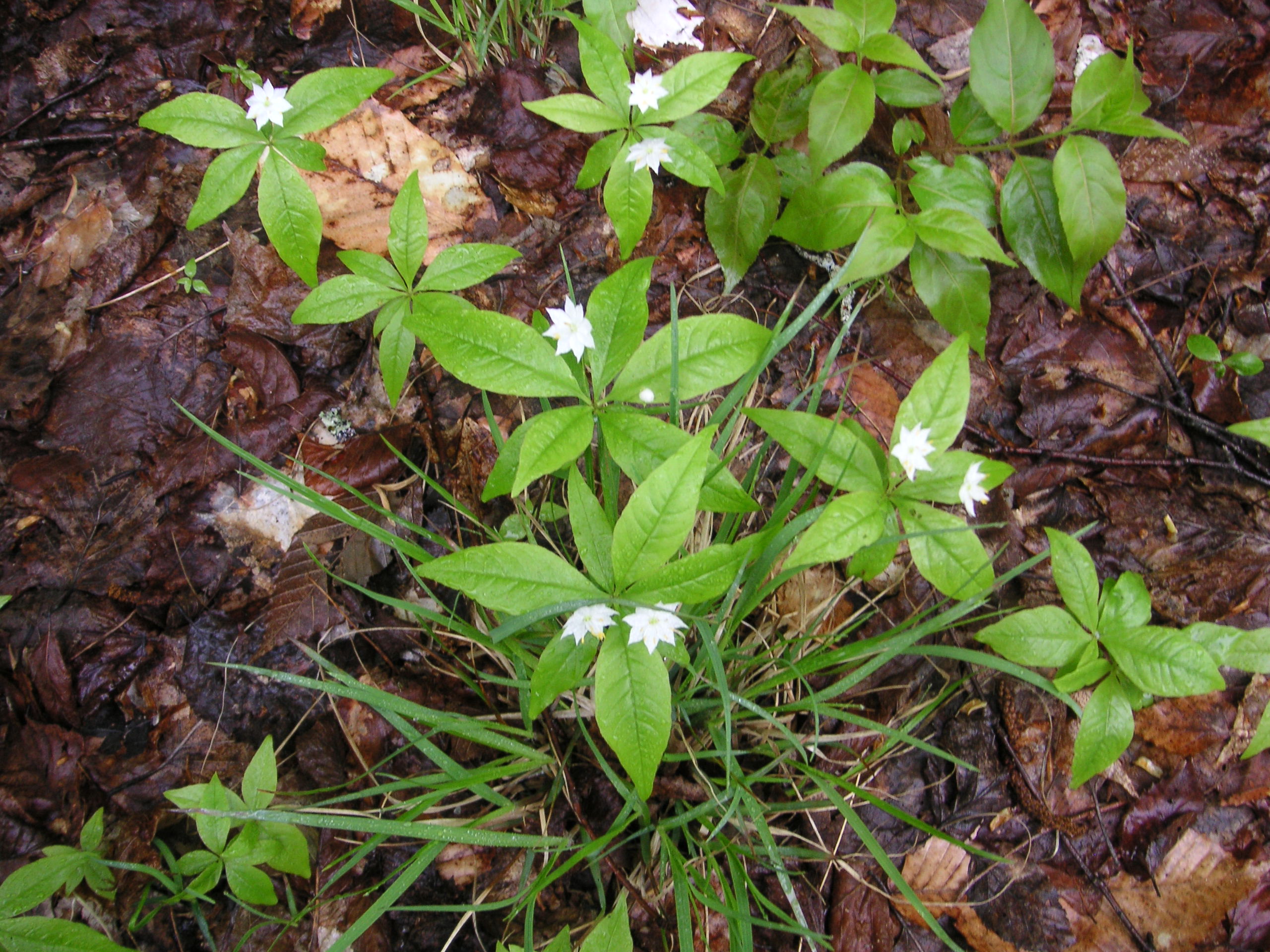 An image of the starflower